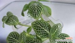 探究白网纹草的象征意义与特点 白网纹草的花语及寓意