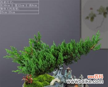 永恒 柏树——生命的希望