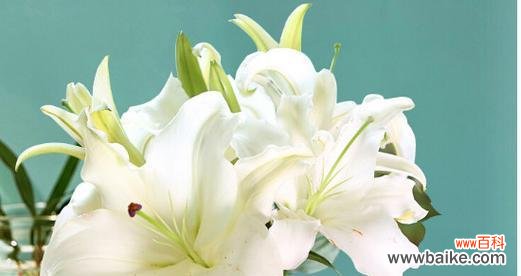 白百合的花语有哪些深层含义？