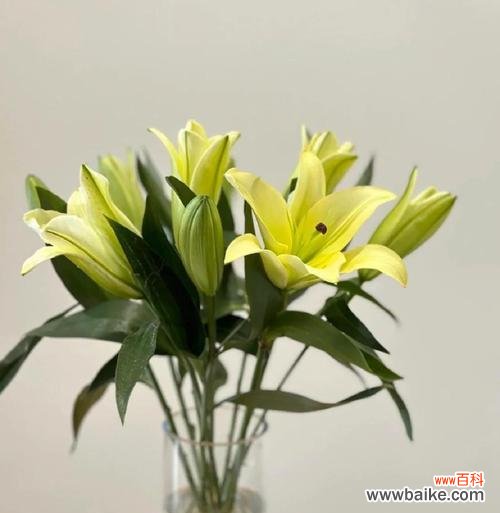 白百合的花语有哪些深层含义？