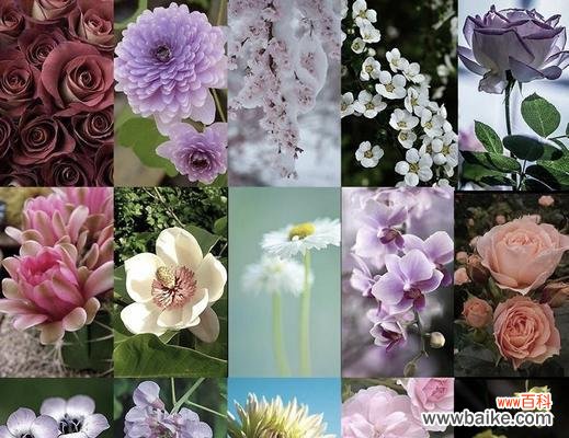 对男人表白的花语是什么？哪种花适合向男性表达爱意？