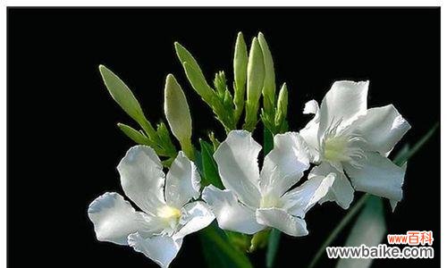 原竹花束的花语有何深意？