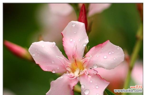 原竹花束的花语有何深意？