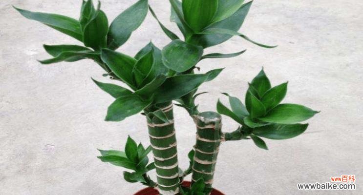 原竹花束的花语有何深意？