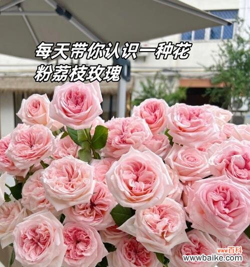 粉色表白花语传递了什么信息?它的含义是什么?