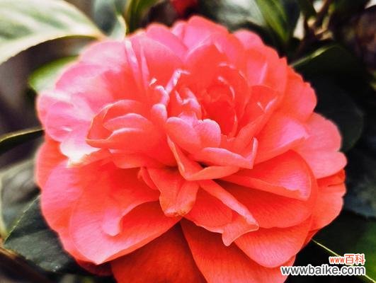 清菊的花语是什么?它代表了哪种精神?