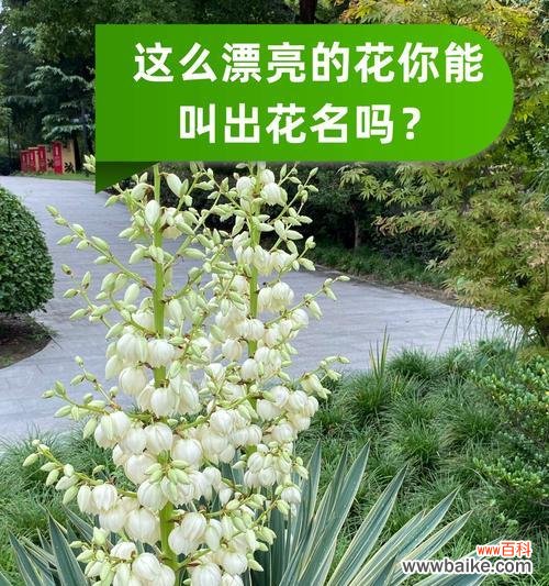 清菊的花语是什么?它代表了哪种精神?