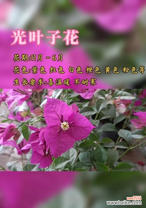 清菊的花语是什么?它代表了哪种精神?