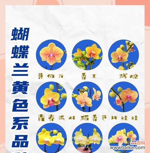 公园里的花语是什么？如何在慢生活中欣赏它们？