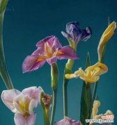 公园里的花语是什么？如何在慢生活中欣赏它们？