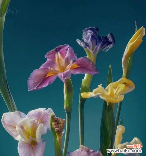 公园里的花语是什么？如何在慢生活中欣赏它们？