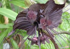 表达孤寂的花语有哪些简短句子？