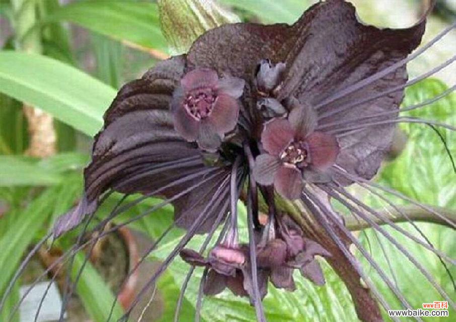 表达孤寂的花语有哪些简短句子？