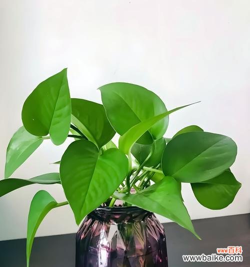 花语轻阅读的口令是什么？如何获取？