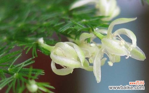 花语轻阅读的口令是什么？如何获取？