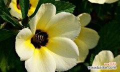 九月十四日对应的花语有哪些？