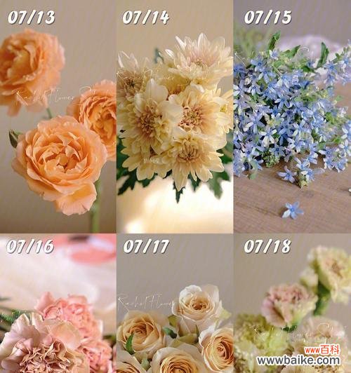 九月十四日对应的花语有哪些？