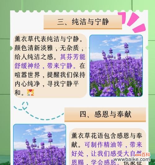 表达“我还是更喜欢你”的花语有哪些？如何用花语传达深情？