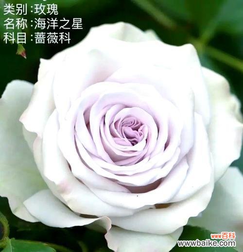 海洋之心玫瑰的花语有何含义?