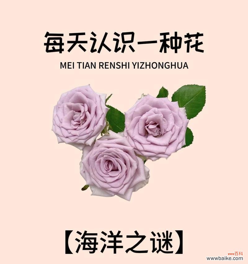 海洋之心玫瑰的花语有何含义?