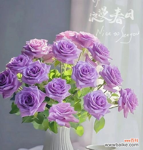 海洋之心玫瑰的花语有何含义?