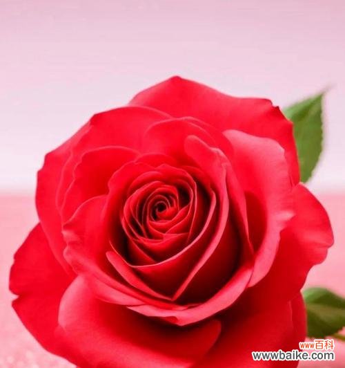 红玫瑰代表死亡的含义是什么?