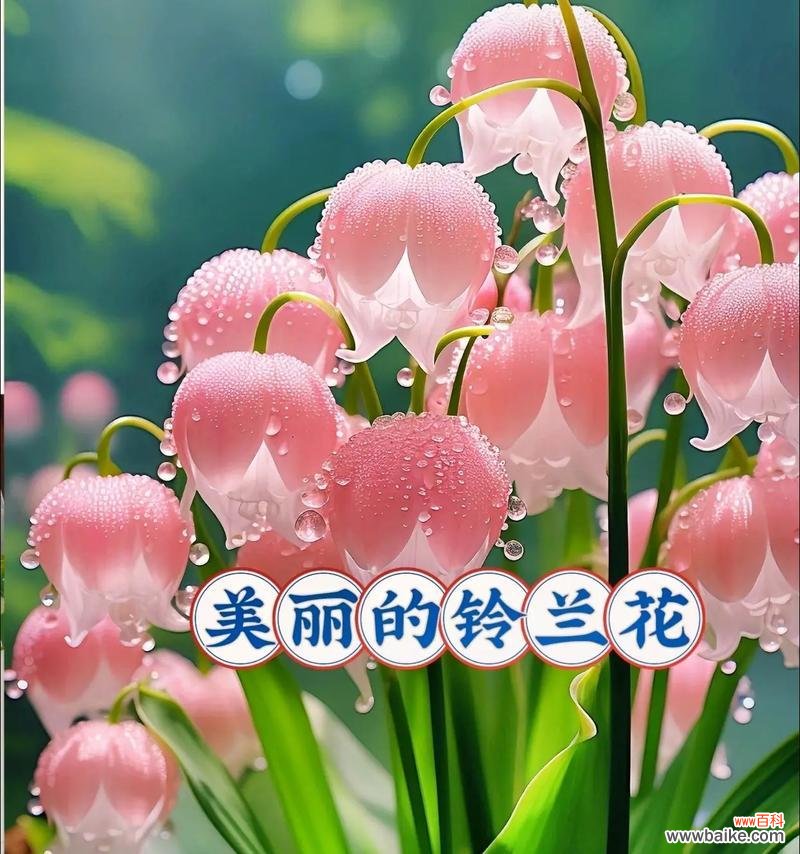 骄傲属于什么花语？哪种花代表了自豪？