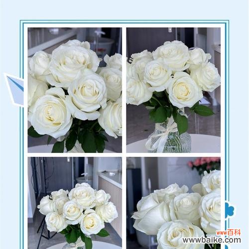 骄傲属于什么花语？哪种花代表了自豪？