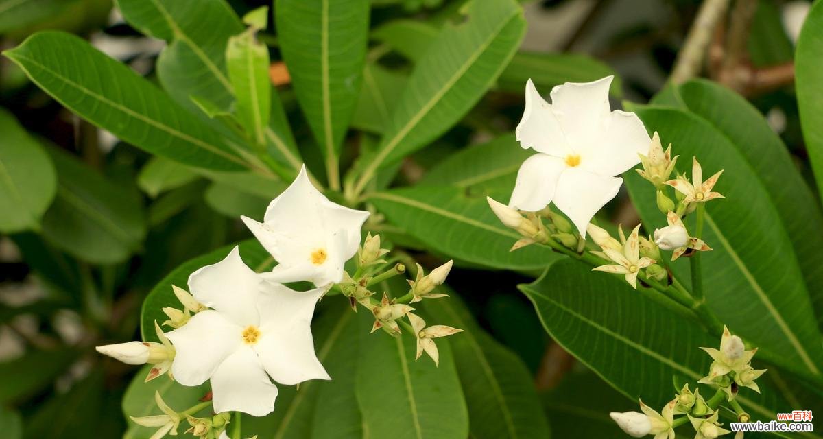 骄傲属于什么花语？哪种花代表了自豪？