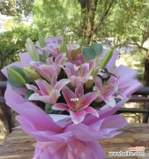 探秘香水百合的开花周期与花语 香水百合的花语之美