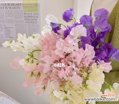 探索以香豌豆花为主题的花语世界 以香豌豆花的花语与寓意