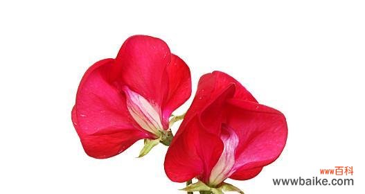 探索以香豌豆花为主题的花语世界 以香豌豆花的花语与寓意