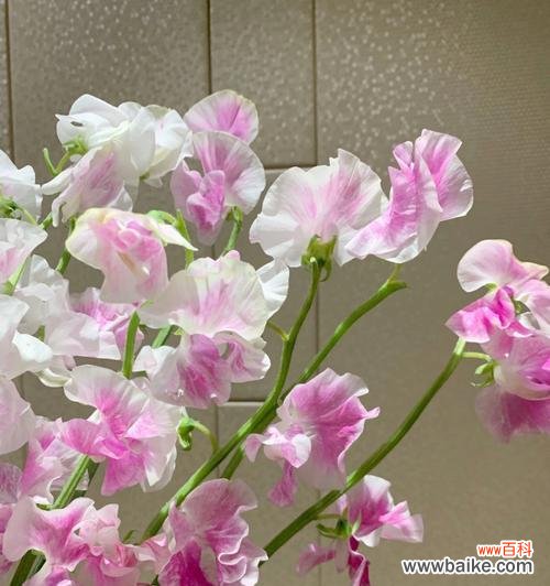 探索以香豌豆花为主题的花语世界 以香豌豆花的花语与寓意