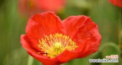 探索花朵的语言，解读香水草的神秘 香水草的花语与文化背景