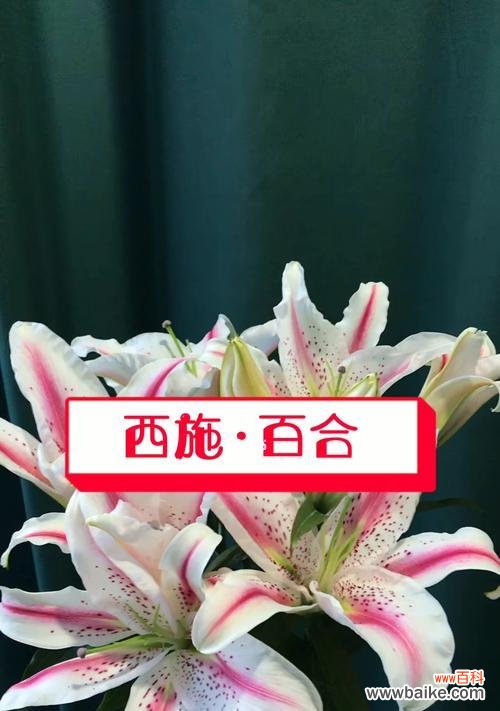 香水百合的花语意义及传承之道 探寻百合花的花语之美