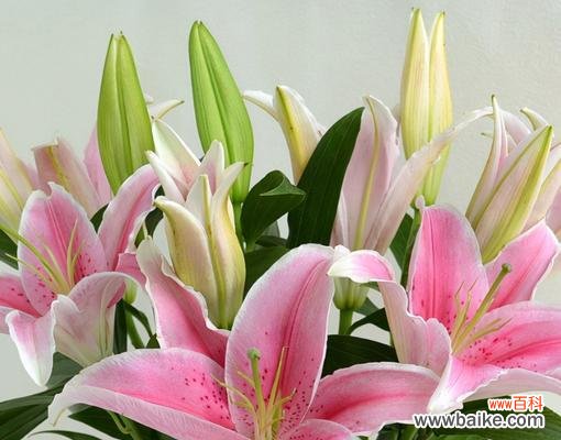 探寻百合花语的深层含义与文化内涵 百合花语——香气的芬芳、爱情的美好