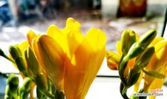 娇艳而高贵，花中最纯洁的象征 香雪兰花语与传说