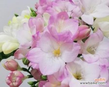 解读以香雪兰的花语，传递美丽与祝福 以香雪兰的花语探究人与自然的和谐共生