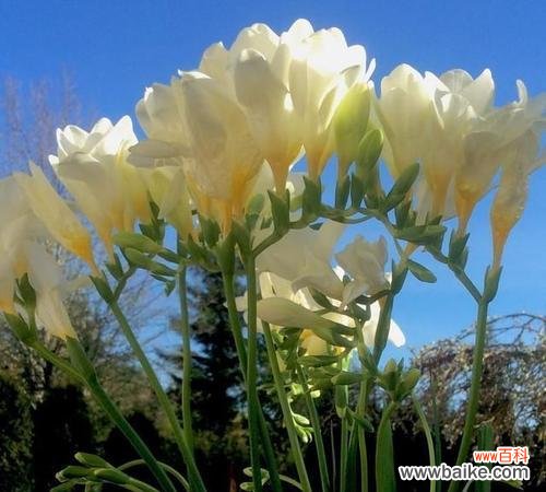 解读以香雪兰的花语,传递美丽与祝福 以香雪兰的花语探究人与自然的和谐共生