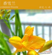 揭示香雪兰的深刻内涵，探索其独特寓意 香雪兰花语与寓意