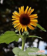 用向日葵诠释人生的美丽 向日葵的象征意义