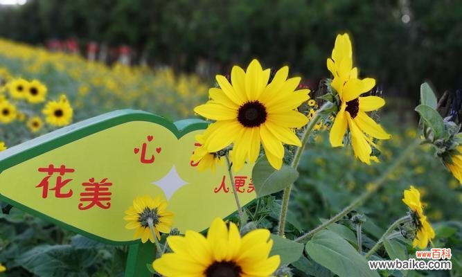 探索向日葵的美丽与深意 向日葵的含义及象征意义解析