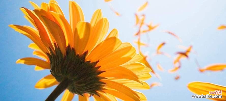 探索向日葵的美丽与深意 向日葵的含义及象征意义解析