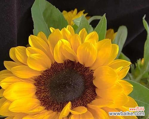 探索向日葵的美丽与深意 向日葵的含义及象征意义解析