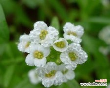 传承千年的花语语言，香雪球的美丽秘密 以香雪球花语的含义及传说故事