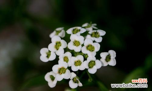 传承千年的花语语言，香雪球的美丽秘密 以香雪球花语的含义及传说故事