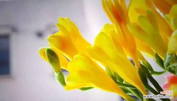 追逐永恒的花海，香雪兰在寒冷中绽放 香雪兰花语