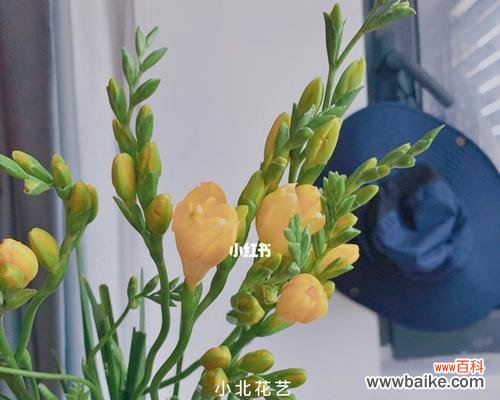 追逐永恒的花海，香雪兰在寒冷中绽放 香雪兰花语