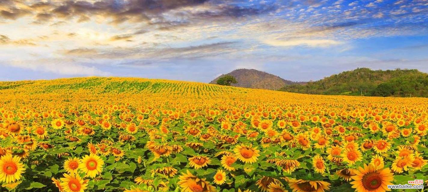 向日葵的花语解读与传递 三支向日葵的花语