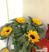 用向日葵的花语传递阳光的力量 向日葵的花语与寓意——阳光般的希望与坚强